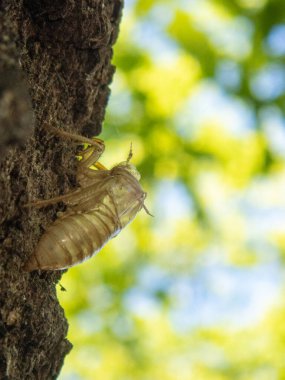 Ağustos Böceği kabuğu ormanda
