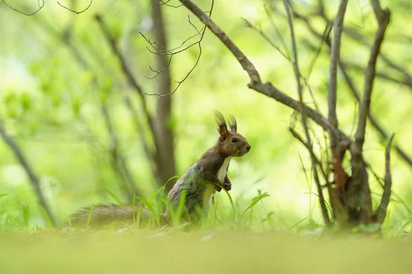 Egy Mókus Tavaszi Erdőben — Stock Fotó