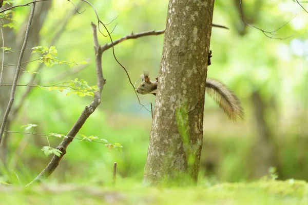 One Squirrel Spring Forest — Stock Photo, Image
