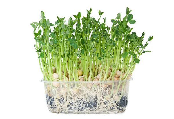 Pea Microgreen Sprouts Ditanam Dalam Kotak Transparan Pada Latar Belakang — Stok Foto