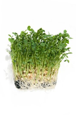 Kökleri olan bezelye taneleri, izole edilmiş beyaz bir zemin üzerinde yeşil mikro yeşiller verir.