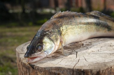 Pike bir kütüğün üzerinde yatıyor, kafanın yakın çekimi, stre üzerinde ağzı açık.