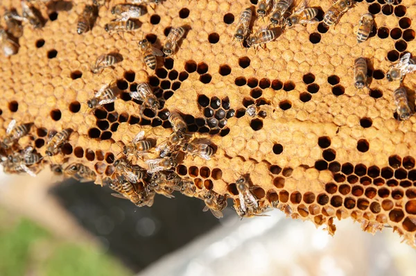 Primer Plano Una Familia Abejas Panales Donde Las Células Herméticas — Foto de Stock