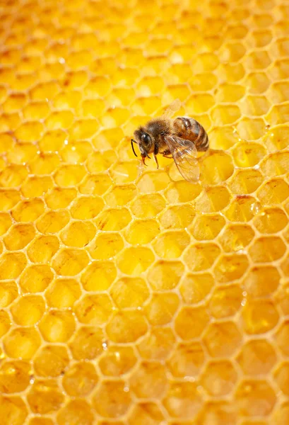 Uma Abelha Senta Favo Mel Coleta Mel Uma Célula Macro — Fotografia de Stock