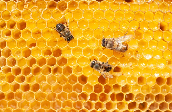 Tres Abejas Panales Con Trabajo Miel Marco Cera Dorada Hori — Foto de Stock