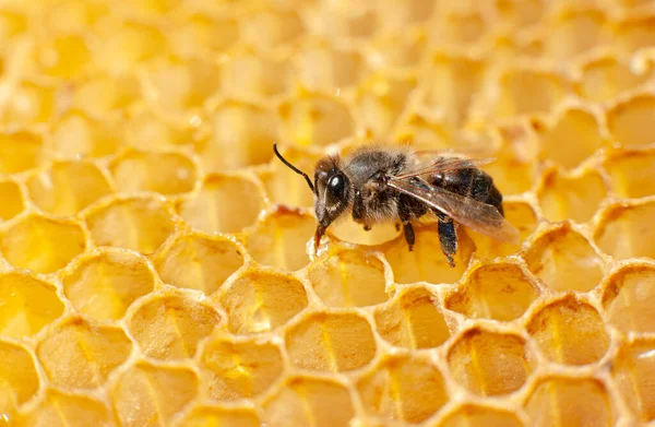 Macro Abelhas Com Uma Baixa Mel Favo Mel Cera Preenchimento — Fotografia de Stock