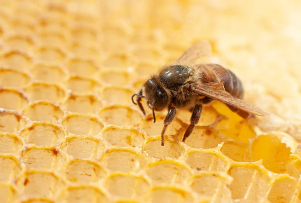 Крупним Планом Королівська Бджола Позначкою Спині Сидить — стокове фото