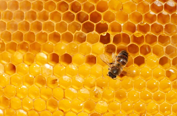 Abeja Sienta Panal Con Miel Donde Hay Unas Gotas Con — Foto de Stock