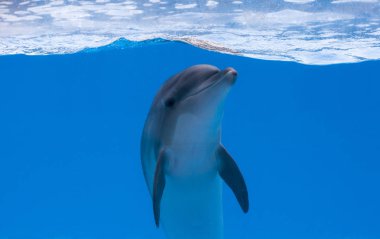 Dolphinarium mavi su altında mutlu yunus