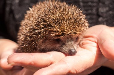 Ellerinde küçük güzel kirpi