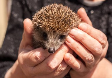 Ellerinde küçük güzel kirpi