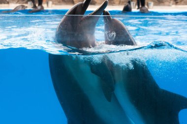 Mutlu yunuslar dolphinarium mavi su altında dans