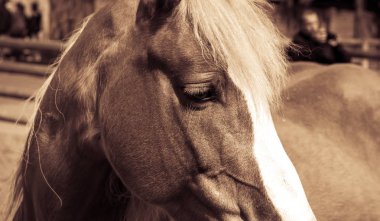 Güzel kahverengi At beyaz ok ve yele sepya içinde