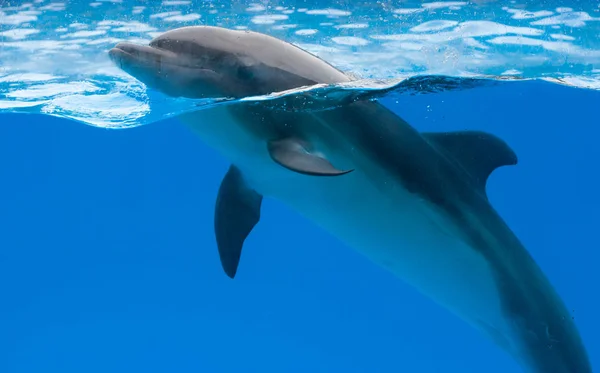 Delfín feliz en el delfinario bajo el agua azul —  Fotos de Stock