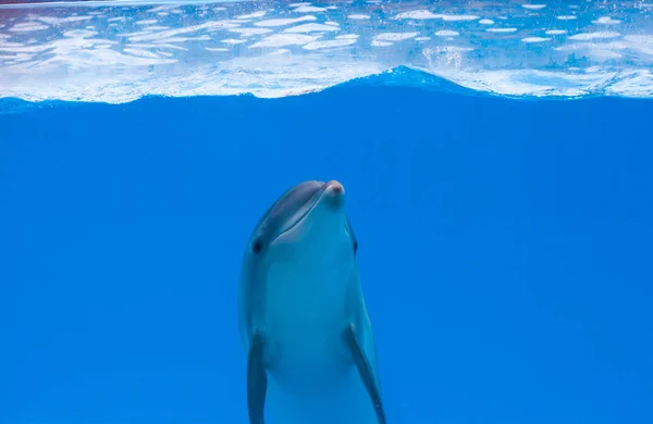 Delfín feliz en el delfinario bajo el agua azul —  Fotos de Stock