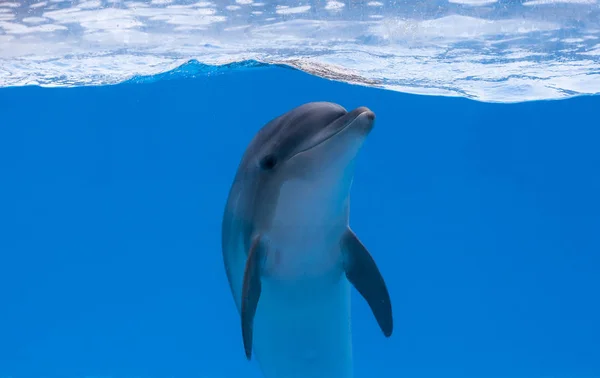 Delfín feliz en el delfinario bajo el agua azul —  Fotos de Stock