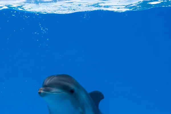 Golfinho feliz em golfinho sob a água azul — Fotografia de Stock