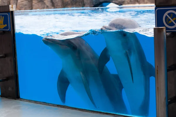 Delfines felices en el delfinario bajo el agua azul —  Fotos de Stock