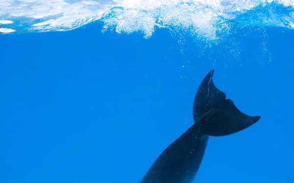 Pinna di delfino nel delfinario sotto l'acqua blu — Foto Stock