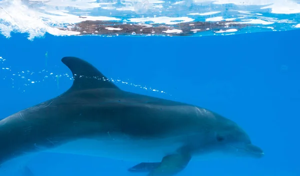 Delfín feliz en el delfinario bajo el agua azul —  Fotos de Stock