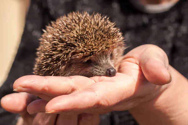 Small beautiful hedgehog in hands