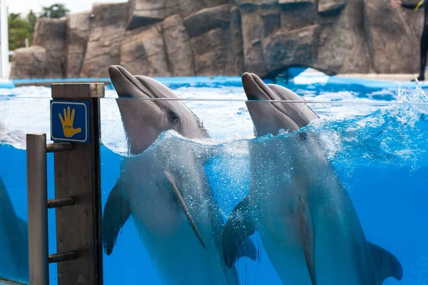Delfines felices bailando en el delfinario bajo el agua azul —  Fotos de Stock