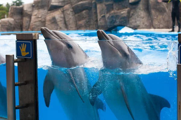 Delfines felices bailando en el delfinario bajo el agua azul —  Fotos de Stock