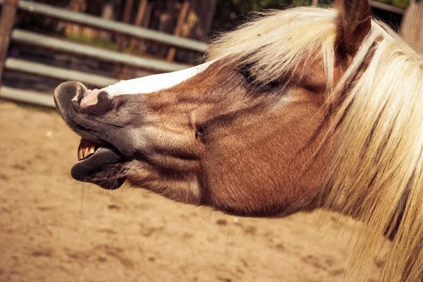 Mooi bruin paard met witte pijl en manen — Stockfoto