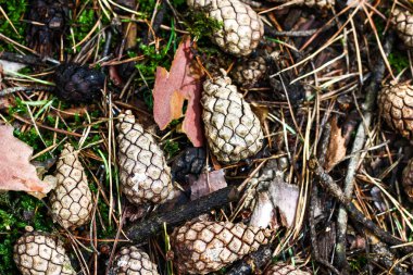 Koniler moss orman arka planda üzerinde