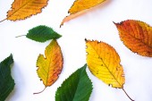 Žlutá červené podzimní listí a zelené letní listy izolované na whi