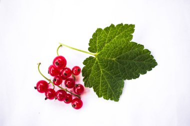 Yeşil yaprak beyaz zemin üzerine kırmızı kuş üzümü. Yaz
