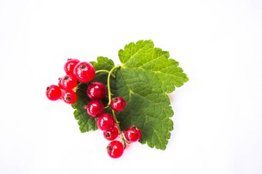 Yeşil yaprak beyaz zemin üzerine kırmızı kuş üzümü. Yaz