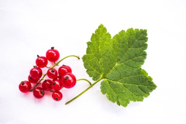 Yeşil yaprak beyaz zemin üzerine kırmızı kuş üzümü. Yaz