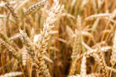 Buğday yaz arka planda altın alan