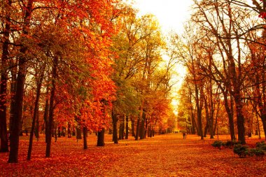Sonbahar park ile görünümünü yere bırakır. Altın güzel autu