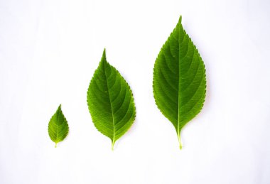 Yeşil Yaz izole üzerinde beyaz arka plan bırakır