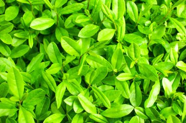 Çok doymuş parlak yeşil yaprakları arka plan bahar