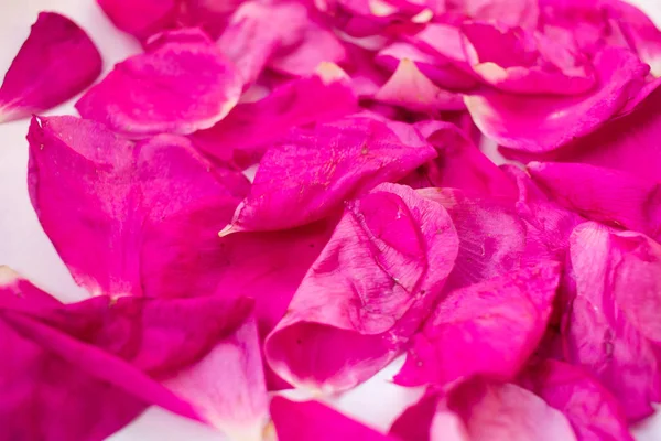 Сушка лепестков собачьей розы (Rosa Canina) или дикий бриар для питья t — стоковое фото