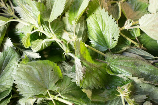 Yeşil kurutma ısırgan yaprakları. Te içmek için sağlıklı tedavi edici otlar