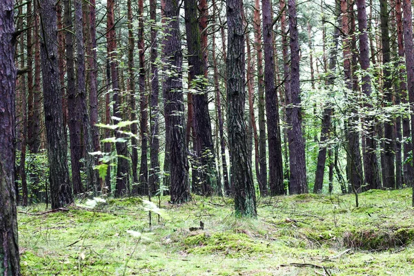 Диких зеленим лісом Європи у літніх фону з багато дерев — стокове фото