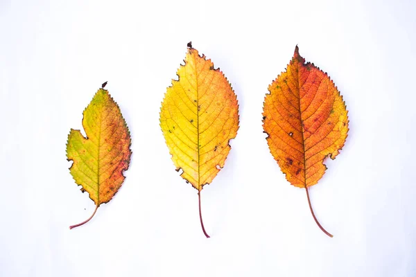 Yellow red autumn leaves isolated on white background.