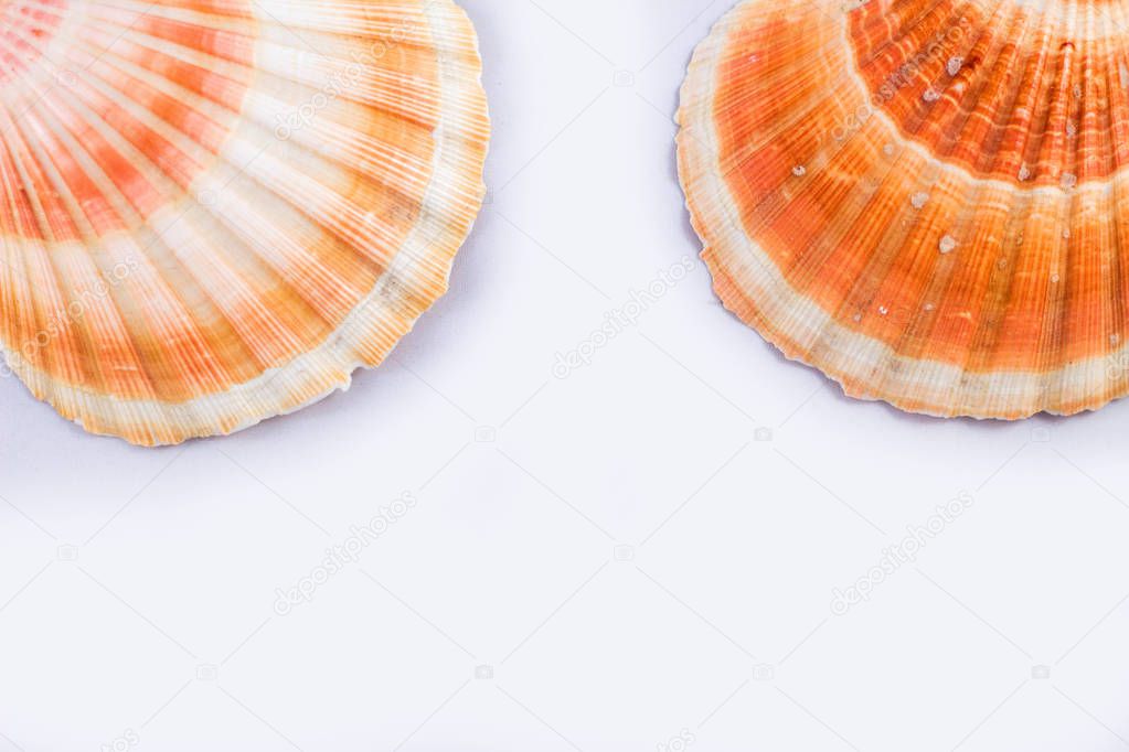 Sea themed simple composition: sea shells and copy space for tex