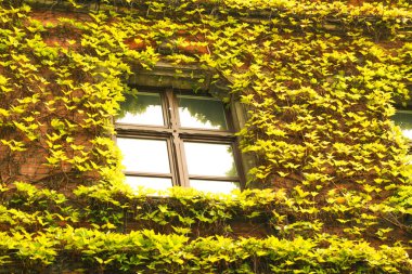 Bar windows ve duvarları ile yeşil IV ile eski tuğla ev