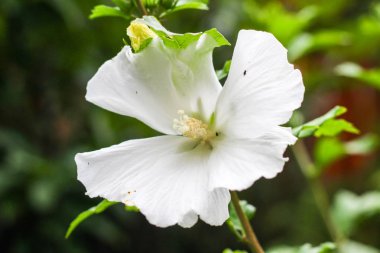 Büyük beyaz zambak çiçeği yakın ayrıntılı olarak bahar kadar 