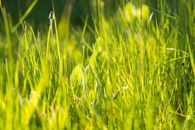 Güzel Nisan ot ve yaprak arifesinde ışığında karşı