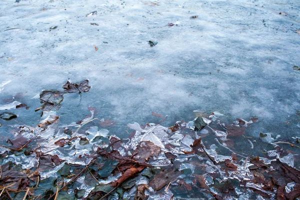 Frozen leaves under ice. Frozen water in river or lake