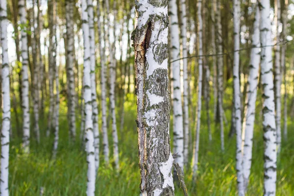 Many birch trees in woods background with green grass — Stock Photo, Image