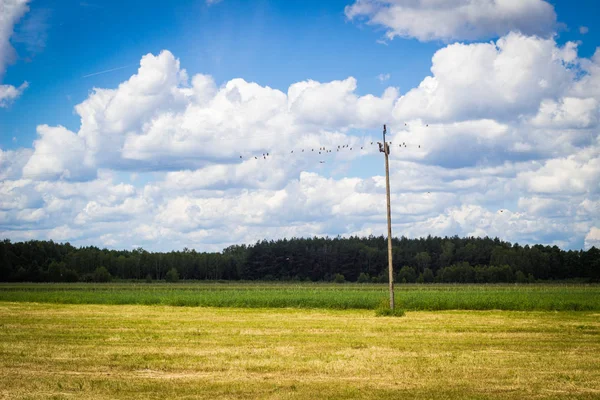 meadow with electric pole, green scenery with blue cloudy sky