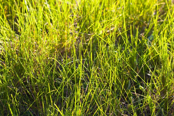 Апрельская трава и листья против солнечного света накануне — стоковое фото