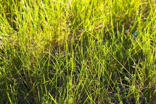 Belle herbe d'avril et feuilles contre la lumière du soleil à la veille — Photo